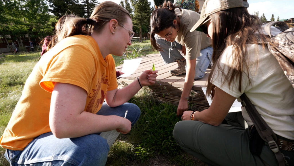 Three students collaborate to identify plants while studying at the CSU Mountain Campus